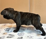Small #2 French Bulldog