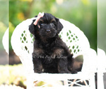 Small #5 Yorkipoo