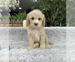 Cavapoo Puppy for Sale in GREENFIELD, Indiana USA