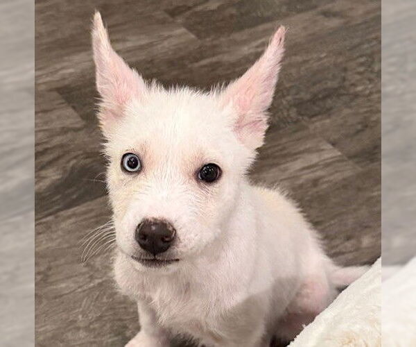 Medium Photo #3 Siberian Husky-Unknown Mix Puppy For Sale in Fargo, ND, USA