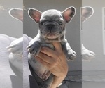 Puppy 1 French Bulldog