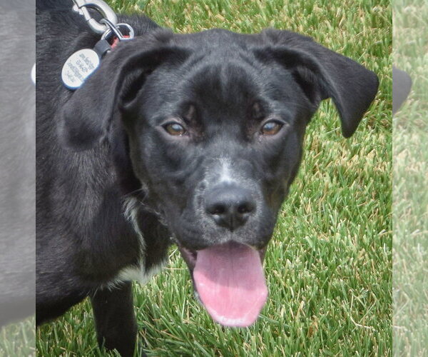 Medium Photo #6 German Shepherd Dog-Unknown Mix Puppy For Sale in Huntley, IL, USA
