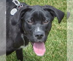Small #5 German Shepherd Dog Mix