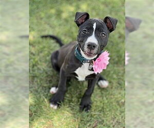 American Staffordshire Terrier-Unknown Mix Dogs for adoption in Phoenix, AZ, USA