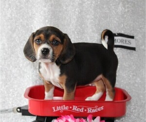 Beagle-Puggle Mix Puppy for sale in STANLEY, WI, USA
