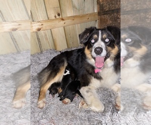 Mother of the Australian Shepherd puppies born on 01/24/2021