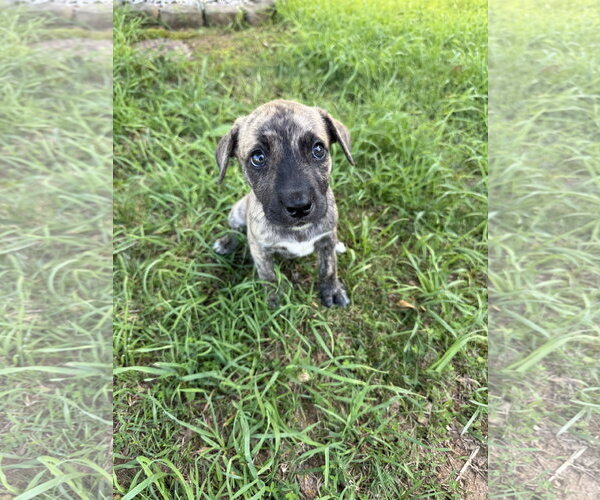 Medium Photo #7 Black Mouth Cur-Unknown Mix Puppy For Sale in Ball Ground, GA, USA