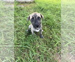 Small #6 Black Mouth Cur Mix