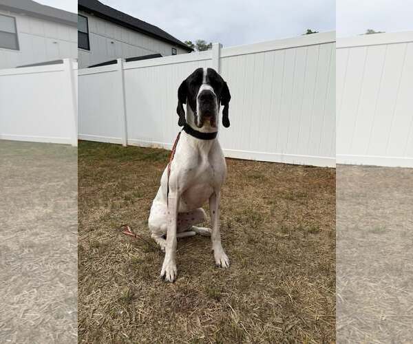 Medium Photo #1 Great Dane Puppy For Sale in Greenville, SC, USA