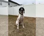 Small Great Dane