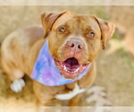 Small #2 American Staffordshire Terrier Mix