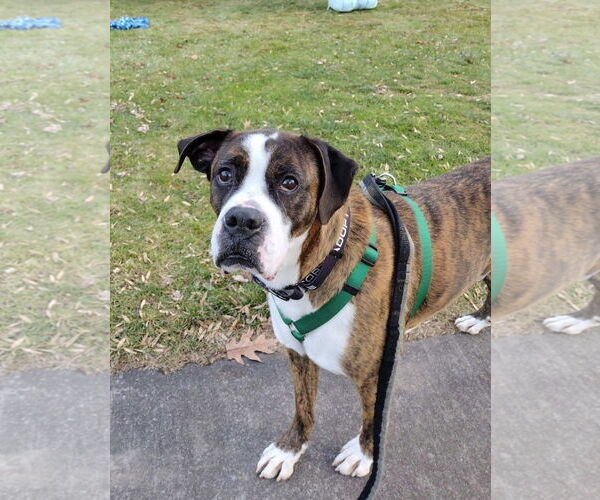 Medium Photo #2 Boxer-Unknown Mix Puppy For Sale in Rochester, NY, USA