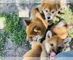 Small Photo #36 Shiba Inu Puppy For Sale in FREMONT, CA, USA