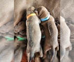 Small Photo #13 Rhodesian Ridgeback Puppy For Sale in LOCKHART, TX, USA