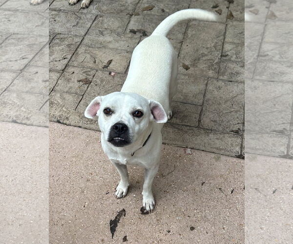 Medium Photo #4 American Eagle Dog Puppy For Sale in Hillsboro, MO, USA