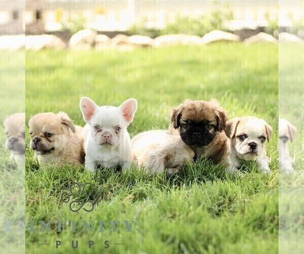 Medium Photo #2 French Bulldog Puppy For Sale in RONKS, PA, USA