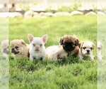 Small #1 French Bulldog