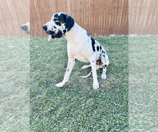 Medium Photo #1 Great Dane Puppy For Sale in SAN ANTONIO, TX, USA