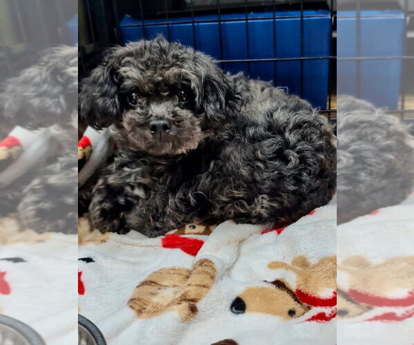 Medium Photo #1 Mutt Puppy For Sale in Ellijay, GA, USA