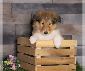 Collie Puppy for sale in FREDERICKSBG, OH, USA
