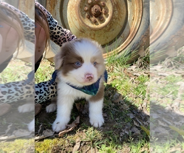 Medium Photo #10 Miniature Australian Shepherd Puppy For Sale in ARCHDALE, NC, USA