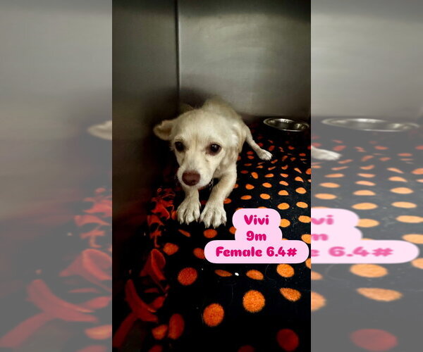 Medium Photo #2 Chiranian Puppy For Sale in San Diego , CA, USA