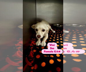 VivÃ­ - Female Chiranian Dog for Adoption - Photo #2