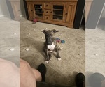 Litter of 4 - Male(s) and Female(s) Bull TerrierLitter of Puppies for Sale - Photo #8