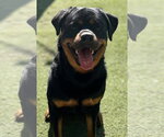 Small #7 Rottweiler