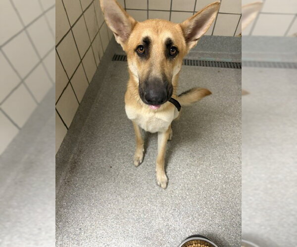 Medium Photo #1 German Shepherd Dog-Unknown Mix Puppy For Sale in Pasadena, TX, USA
