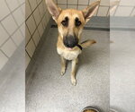 Small German Shepherd Dog Mix