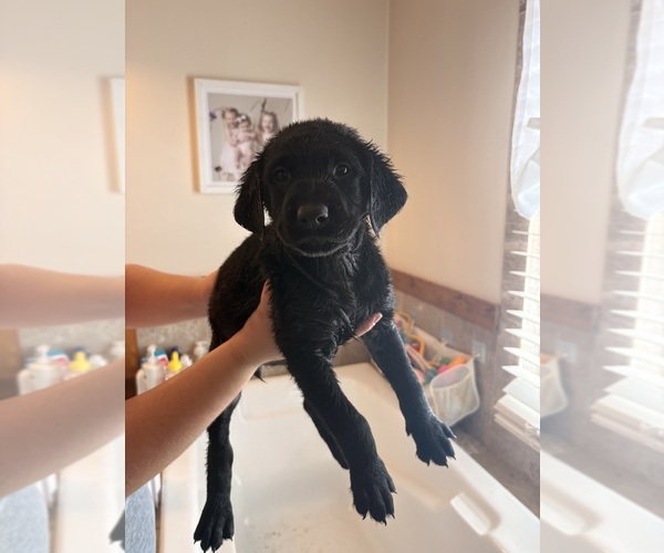 Medium Photo #1 Rottle Puppy For Sale in MARIETTA, OH, USA