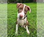 Small #1 Mutt