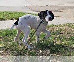Small Photo #51 German Shorthaired Pointer Puppy For Sale in MCKINNEY, TX, USA