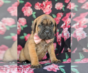 Cane Corso Puppy for sale in KIRKWOOD, PA, USA