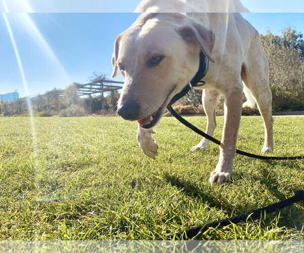 Medium Photo #4 Labrador Retriever-Unknown Mix Puppy For Sale in The Woodlands, TX, USA