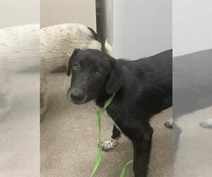 Mutt Dogs for adoption in HESPERIA, CA, USA