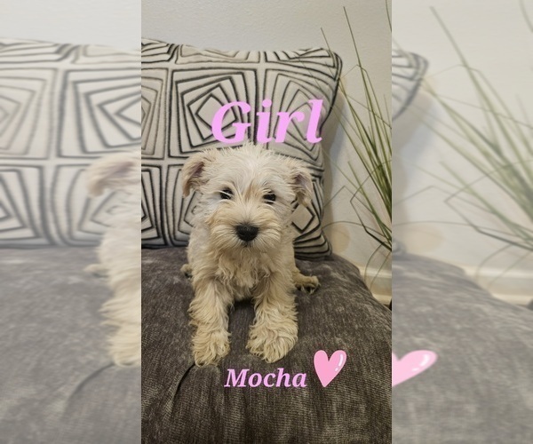 Medium Photo #4 Schnauzer (Miniature) Puppy For Sale in SPARTA, WI, USA