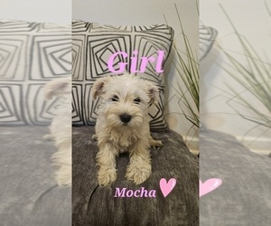 Medium Schnauzer (Miniature)