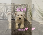 Puppy Mocha Schnauzer (Miniature)