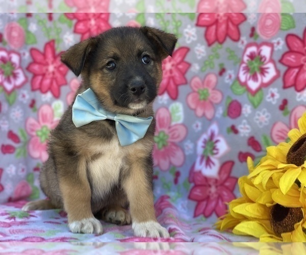 Medium Photo #3 Australian Shepherd-Norwegian Elkhound Mix Puppy For Sale in LANCASTER, PA, USA
