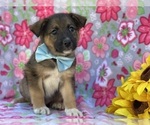 Small Photo #3 Australian Shepherd-Norwegian Elkhound Mix Puppy For Sale in LANCASTER, PA, USA