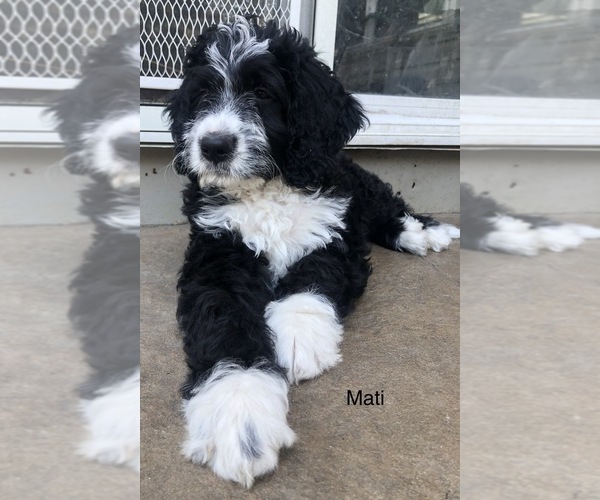 Medium Photo #31 Bernedoodle Puppy For Sale in MIAMISBURG, OH, USA