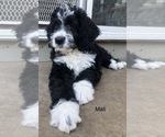 Small #30 Bernedoodle