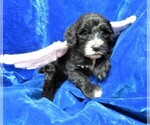 Small Photo #6 Sheepadoodle Puppy For Sale in GROVESPRING, MO, USA