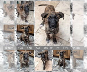 Mountain Cur-Unknown Mix Dogs for adoption in Mesa, AZ, USA