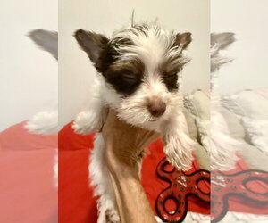 Biro Two Yorkie Puppy Male - Male Mutt Dog for Adoption