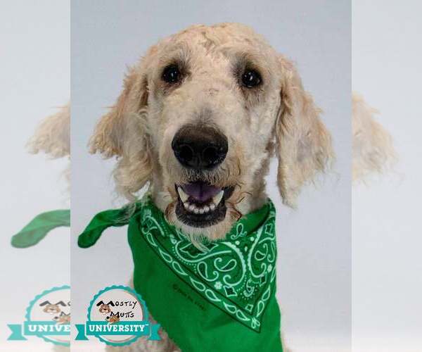 Medium Photo #1 Labradoodle Puppy For Sale in Kennesaw, GA, USA
