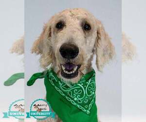 Labradoodle Dogs for adoption in Kennesaw, GA, USA