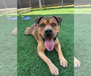 Bull Terrier-Unknown Mix Dogs for adoption in Naples, FL, USA